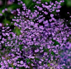 Thalictrum Delavayii 'Hewitts Double'